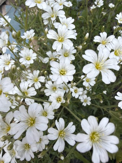 The image is a close-up, high-angle shot of a cluster of small white flowers with delicate, deeply notched petals and yellow centers. The flowers are in full bloom and are densely packed together on thin green stems, interspersed with some unopened buds. The background is a soft blur of green foliage, suggesting a natural outdoor setting. A hint of blue and grey textured material, possibly a tile or stone surface, is visible in the upper left corner, indicating it might be a cultivated garden bed or area near a path. The lighting appears to be natural daylight, creating subtle shadows and highlighting the textures of the petals. There are no people or animals visible in the image. The scene is serene and focuses entirely on the intricate details of the flowering plants. The location is specified as Stepantsminda, Georgia.