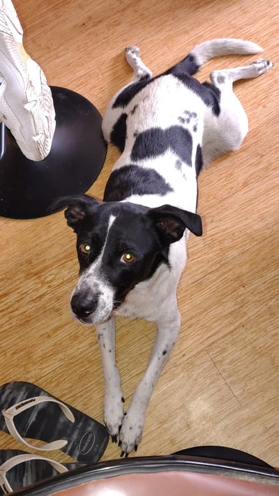 A black and white dog lies stretched out on a light-colored wooden floor, looking directly up at the viewer. The dog has a predominantly black head with a white muzzle and a white stripe running between its alert, yellowish-green eyes, which exhibit a glow indicative of flash photography or low light. Its body is covered in a patchy black and white fur pattern, and its tail is visible curling upwards.
The setting appears to be an indoor space with a smooth, light brown wooden floor. Various human belongings are scattered around the dog, suggesting human presence. To the lower left, the sole of a white athletic sneaker, worn by an unseen person, is visible near a circular black object, possibly the base of a chair or table. To the right, a pair of black and white patterned flip-flops is resting close to the dog's front paws. The brand "Havaianas" is clearly visible on the straps of the flip-flops. Partially visible at the far right edge of the frame is the smooth, brown surface of another shoe.
The dog appears relaxed but attentive, with its ears slightly perked. The scene captures a moment of quiet interaction or observation, possibly as the dog is resting near its human companions. The visible footwear, particularly the Havaianas, aligns with the provided location context of Chorrillos, Peru.