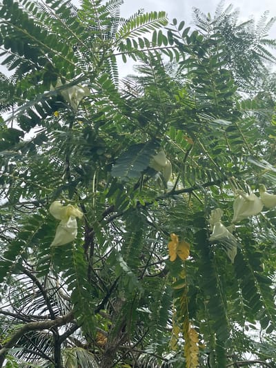A tree canopy fills the frame, its leaves abundant and green. White and yellow flowers are sparsely scattered amongst the foliage. The leaves are pinnate, with many small leaflets arranged along a central stem. The sky is visible through gaps in the branches. The tree appears healthy and dense.