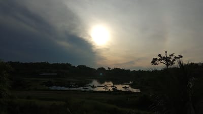 The image depicts a serene natural landscape at sunset. A bright, diffused sun is visible in the sky, casting a warm glow and creating a halo effect. The sky is a gradient of colors, transitioning from dark blue on the left to a lighter, hazy yellow on the right, with wispy clouds. Below the sky, a dense line of trees forms the horizon. In the foreground, a calm body of water reflects the sky and surrounding foliage. A small, dark-roofed building is partially visible amidst the trees on the left side of the frame. To the right, a solitary, silhouetted tree stands prominently against the sky, with palm fronds in the immediate foreground partially obscuring the view. The overall scene suggests a tranquil rural or natural setting, possibly in or around Uruekanoe, Indonesia, given the vegetation and the atmospheric conditions indicative of a tropical or subtropical region at dusk. There are no people or animals visible in the image.