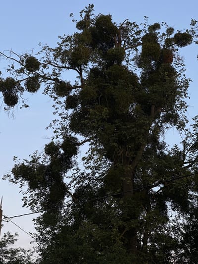 The image shows a large, mature tree with a dense canopy of dark green leaves. Several large, spherical clumps of mistletoe are visible attached to the branches of the tree, particularly in the upper and mid-sections. The sky is a pale blue, suggesting it is either early morning or late evening. The tree is situated in an outdoor environment, likely a rural or semi-rural area, given the presence of power lines and a utility pole visible in the lower left quadrant of the image. There are no people or discernible human activity depicted in the image. The overall scene conveys a naturalistic view of a tree affected by parasitic mistletoe growth.
