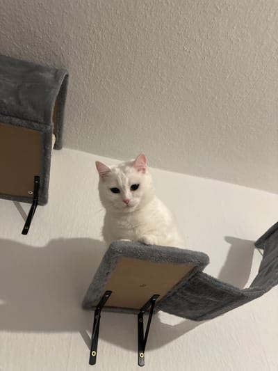 The image features a fluffy white cat with a pink nose and large, dark eyes, peering out from a grey plush cat shelf mounted on a textured white wall. The cat's head is tilted to its left, and it looks directly at the viewer with an alert and curious expression. Its front paws are just visible on the edge of the plush shelf.
Two such cat shelves are visible in the frame, installed against a subtly textured, light-colored wall. The shelves feature grey, soft fabric covering wooden bases, supported by black metal L-shaped brackets secured with gold-colored screws. Strong, dark shadows are cast by the shelves and brackets onto the wall, indicating an internal light source, possibly from above or the side. A faint number "9" is visible on the wooden underside of the upper cat shelf. The setting is indoors, likely a modern home in Arzberg, Germany, designed to accommodate pets with these wall-mounted climbing structures. The overall impression is one of domestic calm and a watchful pet.
