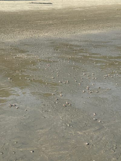 A textured, wet sandy surface dominates the view. The left side of the image shows a lighter, smoother sandy area, transitioning to a darker, coarser section. Numerous small, scattered objects, possibly shells or stones, are dispersed across the darker sand. Water streaks create shiny patches. The image captures a close-up perspective of a beach or shoreline.