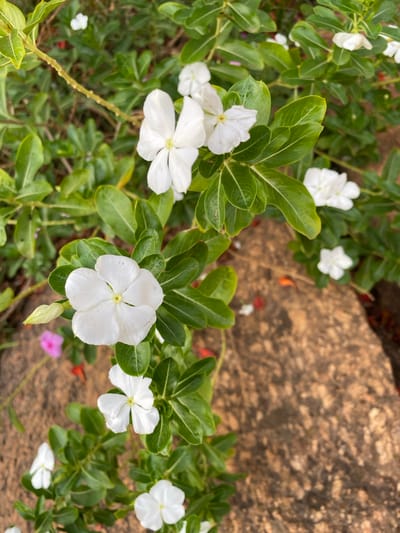 The image depicts a close-up of white flowers with green leaves, growing near a light brown, textured rock or stone surface. Several of the flowers are fully bloomed, exhibiting five petals each. A few pink flowers are sparsely interspersed. The leaves are glossy and oval-shaped. The setting appears to be outdoors, possibly a garden. The image location is Miango, Nigeria.