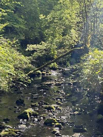 The image depicts a natural environment with a small waterfall cascading down a moss-covered rock face. Vegetation, including trees, bushes, and green plants, surrounds the waterfall. Sunlight filters through the foliage, creating a dappled effect on the rocks and water. The photograph is taken at an angle, likely a low angle shot. No people, actions, or interactions are visible in the image. The specific location in the city of Thornliebank, United Kingdom is unknown.