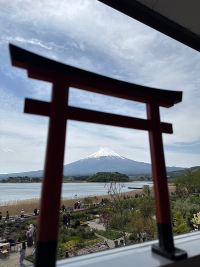 The image shows Mount Fuji partially framed by a red torii gate, likely taken from inside a building in Fujikawaguchiko, Japan. A body of water, likely Lake Kawaguchiko, extends from the base of the mountain towards a shoreline. Along the shoreline, there is a landscaped area with visible pathways, trees, and flower beds. People can be seen strolling and congregating in this area. The sky is light blue with scattered white clouds. The torii gate is in the foreground, and appears slightly out of focus. The view is likely through a window, evidenced by the frame.