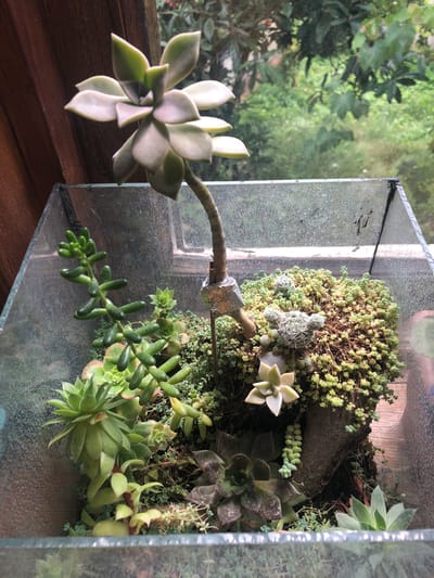 The image shows a close-up view of a glass terrarium containing a variety of succulents. The terrarium is positioned near a wooden surface and a window, with greenery visible outside. The succulents include several rosette-shaped plants, a trailing plant with bean-like leaves, and smaller ground cover plants. One of the rosette succulents is growing on a long stem, supported by tape. There are also small, spiky cactus-like plants. The overall impression is of a well-maintained indoor garden or display. There are no people or animals visible in the image, and no specific location in Chiatura, Georgia, can be determined from the visual information provided.
