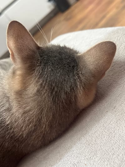 The image is a close-up shot of the back of a cat's head and ears, resting on a textured, light-colored surface, possibly a blanket or cushion. The cat's fur is a mix of gray and brown tones. The background shows a blurred wooden surface and a white vertical element, suggesting an indoor environment. The image is tightly cropped, focusing on the feline's head and ears. The location in the city of Pshekhskaya, Russia is not discernible from the visual information provided.