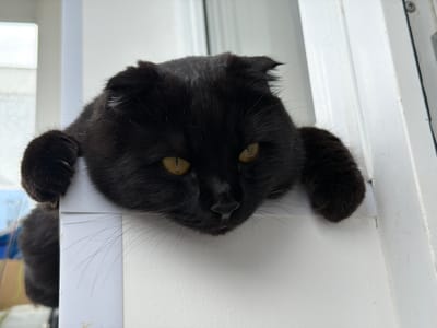 A close-up shot captures a black cat peeking over a white ledge. The cat, with folded ears and piercing yellow eyes, rests its front paws on the ledge. Its fur appears dark and possibly fluffy, with long, delicate whiskers extending outwards. The background is out of focus, showing hints of bright light, suggesting an indoor setting near a window. The white ledge and the vertical elements behind it, possibly part of a door frame or window casing, dominate the immediate surroundings. The lighting suggests it could be daytime, with soft light illuminating the scene. There are no visible signs of human presence or any text in the image. The cat's gaze is directed downwards and slightly to the right, giving it a contemplative or curious expression. The overall impression is one of a domestic pet in a moment of quiet observation.
