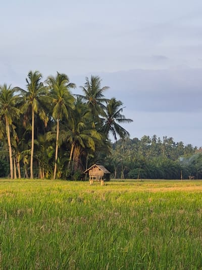 The image depicts a rural scene in Blangcrok, Indonesia. A rice paddy field, densely covered in green vegetation, occupies a significant portion of the frame. A line of tall coconut palm trees separates the field from a heavily wooded area in the background, consisting of more palm trees and other tropical foliage. A small, elevated bamboo or wooden structure is nestled amidst the trees, possibly a shelter or observation post. The sky is overcast, with pale grey clouds.