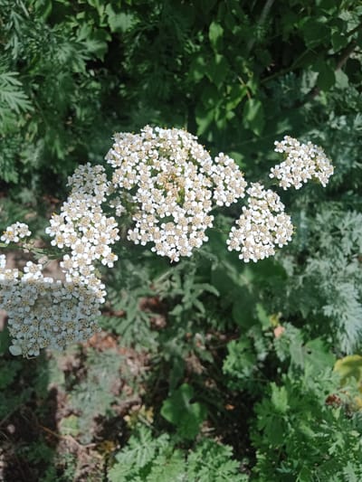 In the city of Есиль, Kazakhstan, this image captures a cluster of small, white flowers with yellowish centers, likely yarrow (Achillea millefolium), against a blurred backdrop of green foliage and some brown earth. The flowers are arranged in flat-topped clusters, characteristic of the species. A very small, pale spider, possibly a crab spider, is perched on one of the flower clusters in the lower left quadrant of the image. The lighting suggests it is daytime, with the sun casting some shadows and highlighting the delicate details of the flowers and foliage. The overall scene depicts a natural outdoor environment.