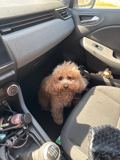 The image depicts the interior of a vehicle, viewed from an angle that includes the passenger side and center console. A small, light brown, curly-haired dog is seated on the floor in front of the passenger seat, looking directly at the camera. To the dog's immediate left, a red and white cylindrical container rests on the floor.
The vehicle's dashboard features a grey textured panel on the passenger side, with black air vents visible above. The passenger door, on the right, has a chrome handle, a window control switch, and a small storage pocket containing crumpled paper.
The center console includes a climate control dial with an "A/C" button and red/blue temperature indicators. Below this, a USB port is visible with a black cable plugged in. A bottle labeled "Yogurte Cioccolato Stracciatella" and "19.9g Proteína" is wedged beside the console. A grey coiled cord is near a manual gear shifter, which displays a 6-speed pattern including reverse. A green sticker, partially visible with "VIA VERDE," is also present on the console.
The passenger seat is upholstered in dark grey fabric, and a black woven leather bag rests on its surface. Bright sunlight illuminates the interior, casting distinct shadows. Out-of-focus yellow-green elements, possibly foliage or distant structures, are visible through the vehicle's windows. This scene is located in Alcobaça, Portugal.