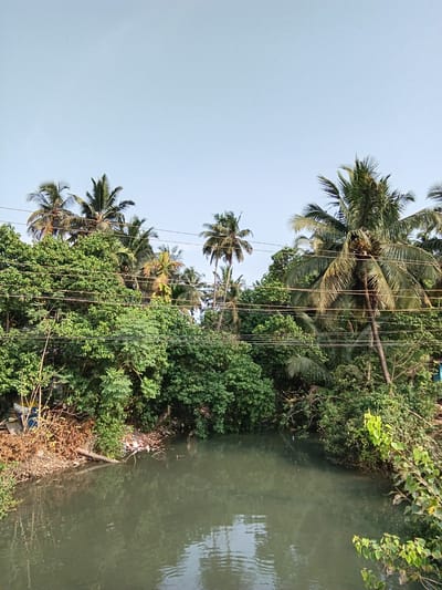 The image shows a green riverbank in Oxel, India. The river water is murky green, with reflections of the sky. The riverbank is heavily vegetated with various green plants and trees, including tall palm trees with exposed roots. Power lines crisscross the image, running through the trees. There appears to be some litter and debris along the riverbank near the water's edge. The sky above is light blue.
