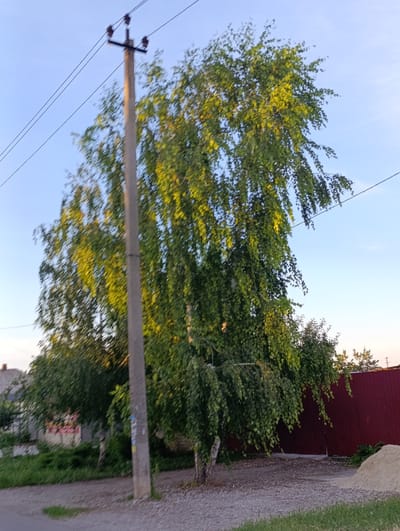 The image captures an outdoor scene in Samar, Ukraine, under a clear blue sky, likely during the late afternoon or early evening given the warm, golden light filtering through the leaves. The primary subjects are a tall, leafy birch tree with its branches hanging low and a concrete utility pole situated to the left of the tree. The tree's foliage is a vibrant green, illuminated by the setting sun, creating a soft, dappled effect. The utility pole is weathered and has wires extending from its top, typical for a rural or semi-urban setting.
The setting appears to be a roadside area, with a gravel path in the foreground and a portion of a red metal fence visible on the right. To the left of the tree, hints of buildings and more greenery suggest a residential or mixed-use area. There are no people or animals visible in the frame. The overall atmosphere is peaceful and serene, conveying a sense of everyday life in a Ukrainian locale.
Notable details include the texture of the gravel, the silhouette of distant trees against the sky, and a small pile of sand on the right side of the frame, possibly indicating construction or landscaping work. There is no discernible text visible in the image, making it primarily a visual representation of the environment.