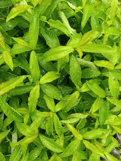 A top-down, close-up, eye-level shot captures an abundance of vibrant green, wet leaves of a plant. The leaves are elongated and pointed, with slightly serrated edges. Many of the leaves glisten with water droplets, indicating recent rain or dew. The overall impression is one of lushness and natural beauty, likely in an outdoor setting such as a garden or park in the city of Oktyabrsky, SNT, Russia. The lighting is soft and diffused, typical of an overcast day. No people or animals are visible in the frame. The background is a dense arrangement of more leaves, creating a continuous green texture. Some dark, irregular shapes, possibly rocks or soil, are visible at the bottom edge of the frame.