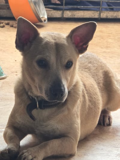 A medium-sized, light brown dog lies on a light-colored floor. The dog is wearing a black collar and is looking towards the camera with its head tilted. Its ears are erect. To the left of the dog, part of a wire cage is visible, along with an orange and silver bowl. The background is blurry. There is no indication of the location being Hem, France.