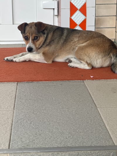A dog lies on a textured reddish-orange mat next to a tiled floor. The dog is a medium-sized mixed breed with tan and brown fur, a white chest and paws, and dark brown eyes. Its head is turned towards the camera, and it appears to be resting or relaxing. The tiled floor features a pattern of light tan tiles, white tiles with an orange diamond accent pattern, and larger grey tiles. In the background, a white wall with a horizontal bar is visible. A small pink object, possibly a petal or a piece of debris, rests on the mat near the dog's paw. The lighting suggests it is daytime. The setting appears to be an outdoor or semi-outdoor area, possibly a porch or entryway, given the tiled flooring and the presence of the wall and mat. The overall scene is calm and still, with the dog being the sole focus of activity. There is no visible text in the image.