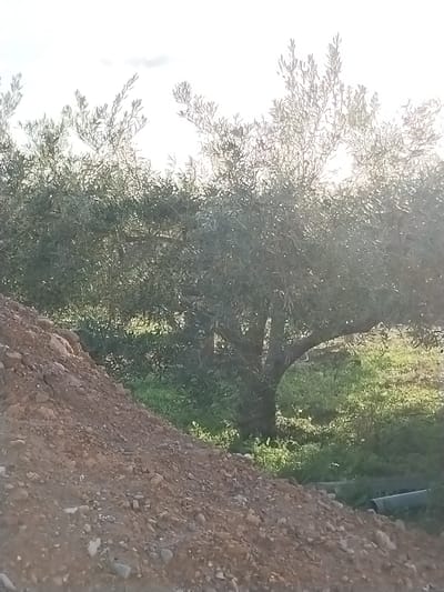 This image, captured in Lo Ferro, Spain, depicts an outdoor scene dominated by an olive tree under bright daylight. In the foreground, a large, irregularly shaped mound of reddish-brown earth and small stones occupies the lower left and central-lower portions of the frame. Beyond this mound, a mature olive tree with a thick, dark trunk and dense, silvery-green foliage stands centrally. The area beneath and around the tree features green ground cover, indicative of grass or low-lying vegetation. To the right, at the base of the soil mound and amidst the green growth, two segments of grey or dark-colored piping are visible horizontally on the ground. The background is composed of an intensely bright, almost uniformly white sky, suggesting either an overcast condition or a strong light source positioned behind the primary subjects. No individuals or animals are present.