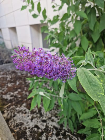 The image shows a close-up of a purple flower with a blurred background of green leaves and a building. The flower is in focus, and its delicate petals and stamen are clearly visible. The background is out of focus, creating a bokeh effect that draws attention to the flower. The building in the background appears to be made of light-colored brick. The overall impression is one of natural beauty and tranquility.