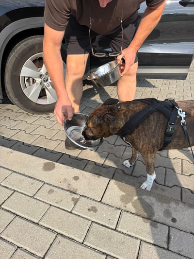 A person wearing black shorts and a dark brown t-shirt is holding a metal dog bowl filled with water, offering it to a brindle-colored dog. The dog, wearing a black harness, is drinking from the bowl. The scene takes place outdoors on a paved area with rectangular interlocking stones, likely in the city of Nowa Gorzelnia, Poland. A black car is visible in the background, with its wheel and part of the door in frame. The ground shows some wet patches, suggesting it has recently rained or been cleaned. The lighting indicates it is daytime.