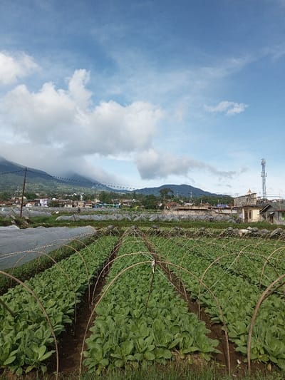 The image displays an agricultural field in Salai Har Htan, Myanmar, under a partly cloudy blue sky. In the foreground, numerous parallel rows of vibrant green leafy vegetables, possibly bok choy or similar Brassica species, are planted in dark soil. Many of these rows are covered by arched frameworks, constructed from what appears to be wood or bamboo, with some arches supporting translucent white netting. In the midground, a clustered village or town settlement is visible, comprising various residential and commercial buildings. A distinct light blue building with a domed or pointed roof stands out within the settlement. Overhead power lines or utility cables traverse this area, supported by poles. The background features large, vegetated mountains, partially obscured by white and gray clouds. On the far right, a tall, slender telecommunications tower rises above the urban structures. No individuals are visible, nor are any specific actions or interactions depicted.