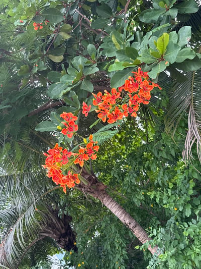 This is an eye-level, outdoor, medium shot of vibrant orange flowers blooming on a tree in a tropical setting. The flowers, with their delicate, intricate petals, are the main subject, clustered together on branches against a backdrop of lush green foliage. Interspersed with the orange blooms are large, oval, dark green leaves, likely from the same tree or a nearby one.
The scene is dominated by nature, with the focus on the blooming tree. Hints of other tropical vegetation are visible, including what appear to be palm fronds, adding to the sense of a warm, humid climate. The trunk of a tree, possibly a palm tree due to its textured, segmented appearance, is visible on the right side of the frame, angled upwards. The overall impression is one of natural beauty and abundance.
The lighting suggests it is daytime, with diffused light filtering through the leaves, indicating it could be overcast or late afternoon. There are no people or discernible man-made objects in the frame, emphasizing the natural, perhaps secluded, environment. The colors are rich and saturated, with the bright orange of the flowers standing out against the various shades of green. The perspective is looking upwards into the canopy of the trees. The location context provided places this scene in Ban Noen Sai, Thailand.