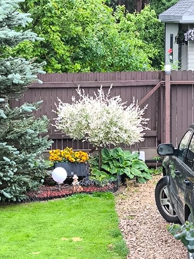 The image depicts a residential backyard in Medemciems, Latvia. A dark brown wooden fence runs horizontally across the middle ground of the image. To the left, a large, blue-green evergreen tree dominates the foreground. In front of the fence, a medium-sized ornamental tree with variegated white and green foliage stands centrally. Below this tree, a rectangular planter box contains bright yellow flowers. A decorative white orb sits on the ground to the left of the planter, and a small garden figurine is visible to the right. Lush green hosta plants are situated behind the planter. The right side of the image shows the rear section of a dark-colored SUV parked on a gravel pathway. Beyond the fence, dense green foliage and the corner of a building with a grey roof are visible. The ground in the foreground is covered with neatly mown green grass.