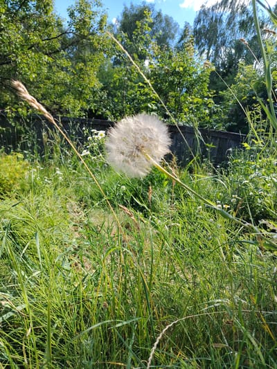 The media file depicts an outdoor scene dominated by lush green vegetation, suggesting a natural or garden setting. In the foreground, a large, fluffy dandelion seed head is prominently featured, its delicate structure catching the sunlight. Various grasses and small white wildflowers are interspersed throughout the scene, creating a wild and overgrown appearance. A weathered wooden fence runs horizontally across the middle ground, partially obscured by the foliage, suggesting the edge of a property or a boundary. Behind the fence, a dense growth of trees with vibrant green leaves forms a backdrop, reaching towards a clear blue sky dotted with a few wispy white clouds. The lighting suggests it is a sunny day, likely daytime. The overall impression is one of a tranquil, natural environment bathed in warm sunlight. The location context is Mazyr, Belarus. There is no visible text in the image.