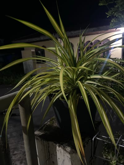 This is a vertical, low-angle, night-time shot of a spider plant with variegated leaves, featuring a building in the background. The plant's long, slender leaves, striped with green and cream, arch outwards and downwards, creating a dynamic starburst effect. Some leaves have yellow tips, suggesting they might be drying out. The leaves are lit from above, creating a dramatic effect with strong highlights and shadows.
In the background, a building with a cream-colored facade is visible. The building has several windows with dark frames and a decorative element above one of them that appears to be a circular lattice or grille. The building is partially obscured by the plant and the darkness of the night. A street lamp, visible at the top left of the image, casts a bright light, contributing to the illuminated leaves and the overall ambiance. The scene is set outdoors, likely on a balcony or ledge, as indicated by a horizontal railing in the foreground. The ground or surface below the railing is blurred and dark.
The time of day is clearly night, suggested by the deep shadows and the artificial lighting. The weather appears to be clear, with no rain or strong winds indicated. There are no people visible in the image, and the overall mood is tranquil and slightly mysterious due to the low light and dramatic illumination. There is no visible text in the image. The location context of Bandarbireuen, Indonesia, is not directly evident from visual cues within the image itself.