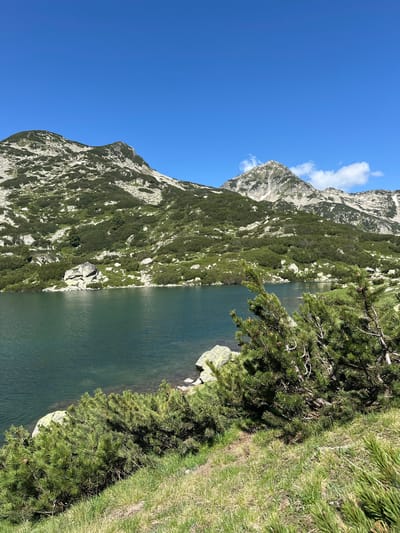 A clear, sunny day is depicted in a mountainous landscape, likely in Bansko, Bulgaria. In the foreground, green grass and low-lying pine bushes are visible, some with pinecones. Beyond the bushes, a tranquil lake with dark, green water stretches across the middle ground, its surface calm and reflective. The shore of the lake is dotted with rocks. In the background, a rugged, green mountainside rises, sparsely covered with vegetation and large boulders. Further back, a majestic, rocky peak dominates the skyline, its upper reaches tinged with white, suggesting snow or lighter rock. The sky above is a vibrant, cloudless blue.