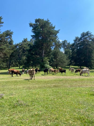 A herd of approximately 20 cattle are grazing in a large, grassy field. The field is surrounded by a dense forest of pine trees, and the sky above is clear blue. The cattle are of various breeds and colors, including brown, white, and black. Some of the cattle are standing, while others are grazing. The image appears to be taken in the natural surroundings of Batak, Bulgaria, as indicated by the presence of typical Bulgarian flora and fauna. The lighting suggests it is daytime, likely mid-morning or early afternoon.