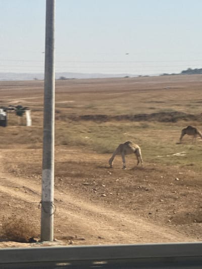 The image depicts a dry, arid landscape with a light blue sky. In the foreground, a tall, gray utility pole stands on the left side of the frame. The ground is covered in dirt and sparse, dry grass. In the mid-ground, two camels are visible grazing. The camel on the left is lighter in color and is bent down, seemingly eating. The camel on the right is further in the background and is darker. In the far background, a range of low hills or mountains can be seen, with some sparse vegetation. There are also faint horizontal lines in the sky, possibly power lines or atmospheric conditions. On the far left of the mid-ground, there appear to be some structures, possibly buildings or sheds, with white elements.