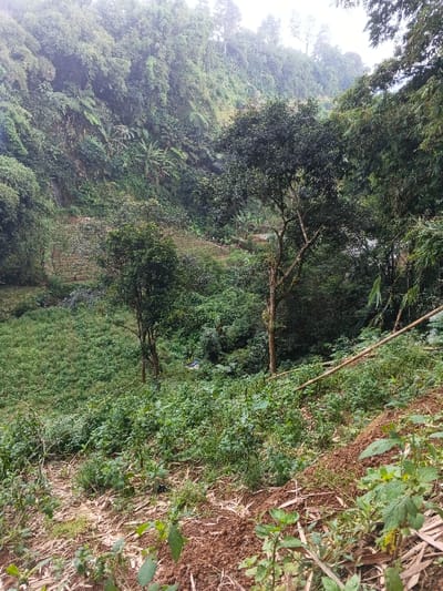 A lush, hilly landscape dominates the view. The hillside is densely covered with vegetation, including trees, shrubs, and smaller plants. Terraced farmland is visible higher up the slope. Two slender trees stand prominently in the mid-ground, adding verticality to the scene. Bamboo lies diagonally across the hillside. The foreground reveals soil and some debris, suggesting recent activity or clearing. The overall impression is a vibrant and fertile natural environment, possibly in a mountainous or tropical region.