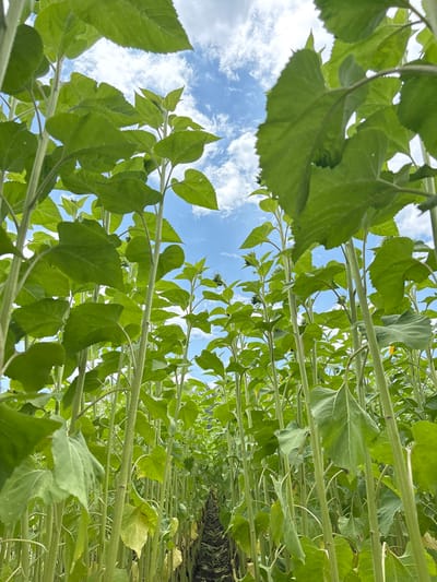 The image depicts a field of sunflowers viewed from a low angle, looking upwards through the stalks and leaves towards the sky. The sky is visible through gaps in the foliage, revealing a blue sky with scattered white clouds. The sunflowers are densely packed, creating a sense of depth and perspective as the rows recede into the distance. The predominant colors are green and blue. The location is Real de Arriba, Mexico.