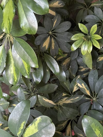 This is a close-up, eye-level, medium shot of a dense collection of Schefflera leaves, also known as umbrella trees, indoors. The lighting is diffused, creating soft shadows and highlighting the texture of the leaves. The foliage is varied in color, with some leaves being a deep green and others having variegation of yellow and lighter green. Some leaves have a speckled appearance, possibly due to water spots or dust. The overall impression is one of lush, indoor greenery. There is no visible indication of the city of Gurkovo, Bulgaria, or any outdoor environment.