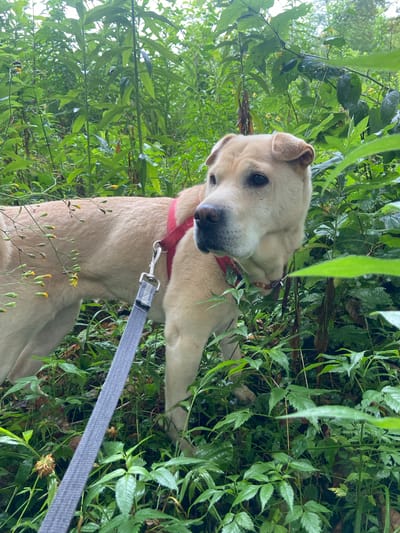 A light-colored dog with a red collar and a grey leash stands amidst dense green foliage. The dog, facing right, has its head turned slightly towards the viewer. The background consists of a profusion of green leaves and some small yellow flowers, suggesting an outdoor, natural setting. The image does not contain any information that can be used to determine its location in Lipniki, Russia.