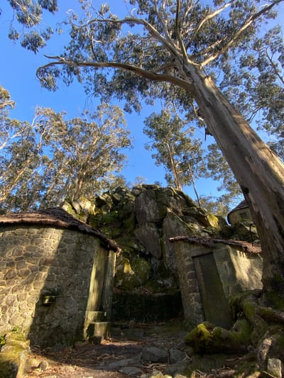 The image shows a view from below of an old stone structure nestled among trees under a clear blue sky. A large eucalyptus tree branch stretches across the top of the frame. A stone wall with various blocks and crevices, some covered with moss, rises vertically. A dark, rope-like vine hangs down the side of the structure. The foliage of eucalyptus trees fills the left side of the frame, contrasting with the stone structure. This scene is likely situated within the Castro de São Lourenço archeological site in Esposende, Portugal.