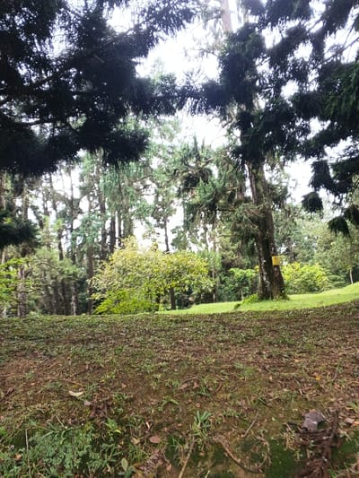 The scene depicts a wooded area in the city of Tah, Vietnam. The foreground consists of an upward-sloping ground, sparsely covered with green grass, brown leaves, and patches of exposed soil. In the midground, a gentle green grassy slope leads to a diverse collection of trees. A prominent large evergreen tree with dark bark and extensive dark green foliage stands in the mid-right, featuring a small, rectangular yellow sign affixed to its trunk. The background is dominated by a dense arrangement of tall evergreen trees with dark green needles, forming a thick canopy. Lighter green, smaller trees are interspersed among the evergreens. Overhead, the dark, dense branches and foliage of large trees frame the top of the scene against a diffused, bright sky. No individuals, animals, or specific actions are present.