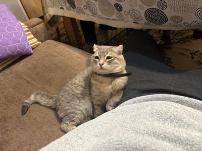 A medium shot captures a tabby cat reclining on a brown sofa. The cat is wearing a black collar and looking off to the left of the frame. The cat's tail extends along the sofa cushion. A person wearing dark jeans and a gray sweatshirt sits next to the cat. In the background, a table covered with a white tablecloth with black and gray circles is visible. The location is Novxanı, Azerbaijan.