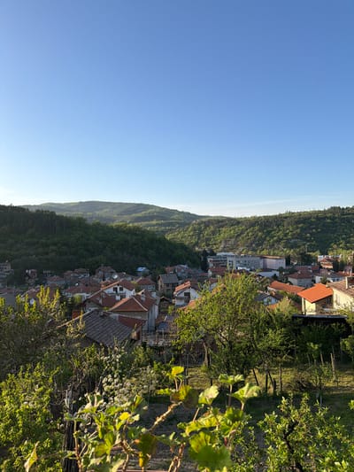 This image presents a panoramic view of a town, identified as Belovo, Bulgaria, situated within a valley surrounded by densely forested hills. The photograph appears to be taken from an elevated position, likely from a hillside garden or vineyard, looking down across the settlement and towards the opposing slopes.

The town itself is characterized by a collection of buildings with prominent reddish-brown tiled roofs, interspersed with some lighter-colored, multi-story structures. These houses are spread across the valley floor and extend up the lower parts of the hillsides, creating a mosaic of urban development within the natural landscape.

The surrounding hills are blanketed with lush, vibrant green deciduous forests, suggesting a verdant and natural environment. Faint power lines or poles can be seen traversing a distant ridgeline.

In the immediate foreground, to the right, there is rich, green vegetation, including what appears to be a garden or vineyard with leafy plants, possibly grapevines, and several trees with fresh spring foliage. Wooden trellises or support posts are visible among the plants.

The scene is illuminated by bright, clear sunlight, indicating a sunny day. The sky is a deep, cloudless blue, occupying a substantial portion of the upper and left side of the frame. The quality of light suggests either early morning or late afternoon.

No people are visible in the image, nor are there any specific activities taking place. There is no discernible text. The overall impression is one of a serene and picturesque landscape, combining human settlement with extensive natural beauty.
