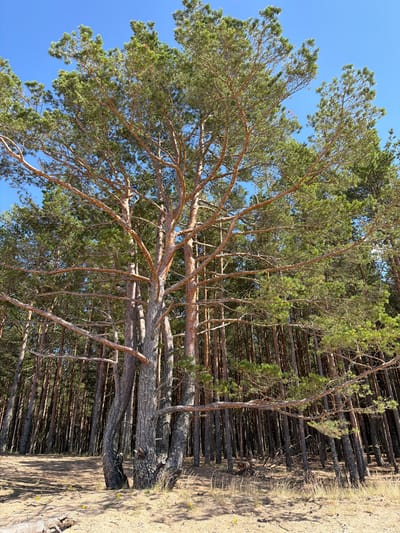 A low-angle, full shot captures a dense pine forest under a clear blue sky. The foreground features a wide, sun-drenched sandy area with scattered dry grass and a few small yellow wildflowers. The dominant subject is a large, mature pine tree with a thick, gnarled trunk, its lower branches extending outwards, stripped of needles and exposed to the elements, creating a stark silhouette against the backdrop of the forest. Behind this prominent tree, a multitude of tall, slender pine trees stand closely together, forming a dark green wall of foliage that recedes into the distance. The ground in the forest is covered in pine needles and dry grass, dappled with sunlight and shadow. The overall impression is one of a natural, untamed landscape, likely a coastal or sandy area, typical of the Bātciems region in Latvia. There are no people or animals visible in the scene.