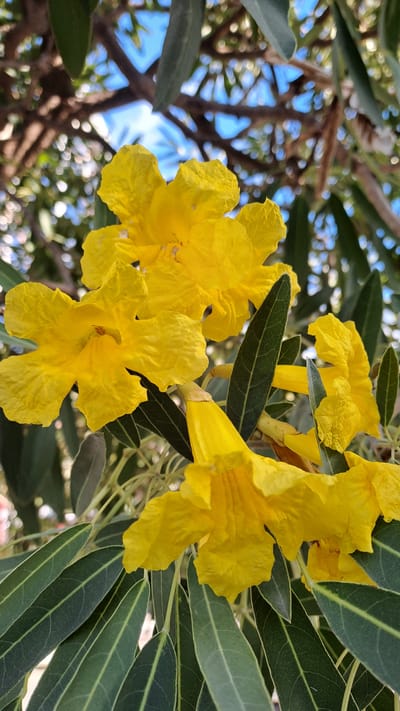 A close-up, low-angle, vertical shot shows a cluster of vibrant yellow trumpet-shaped flowers with green leaves against a blurred background of branches and blue sky. The flowers are in various stages of bloom, some fully open with ruffled petals, while others are still partially closed. The leaves are elongated and dark green with visible veins. The background is soft and out of focus, with dappled sunlight creating bokeh effects on branches and foliage. The scene appears to be outdoors, possibly in a garden or natural setting. The image quality is sharp on the flowers and leaves, with a shallow depth of field.