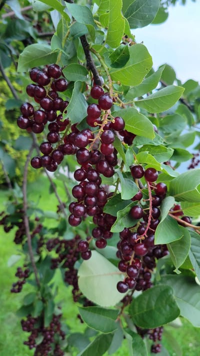 This image shows a close-up view of a branch laden with dark red berries, likely chokecherries, on a bright, overcast day. The berries are clustered together, with some individual berries appearing shiny and round, while others are slightly wrinkled. The leaves of the plant are a vibrant green, with visible veins, and are interspersed among the berry clusters. The background consists of a soft blur of green foliage and hints of a pale blue sky, suggesting an outdoor setting in a natural environment. The image does not contain any people or actions. The scene appears to be located in L'Île-Perrot, Canada, based on the information provided.