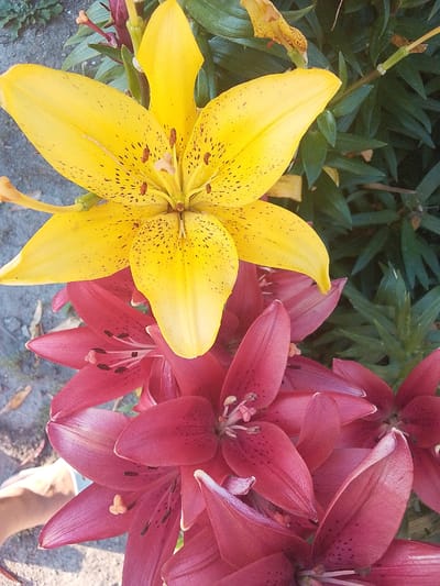 This media file is a close-up, high-angle shot of two lily flowers in bloom. The upper flower is a vibrant yellow with dark speckles on its petals. The lower flower is a deep pinkish-red, also with speckled petals. Both flowers have prominent stamens and pistils. They are set against a background of lush green foliage. The ground beneath the flowers appears to be a mix of gravel and dry soil, with some fallen leaves visible. In the lower left corner, a portion of a person's hand and arm is visible, suggesting the person is either tending to the flowers or is a passerby. The lighting suggests it is daytime, possibly morning or afternoon, with natural sunlight illuminating the flowers. The setting appears to be an outdoor garden or a natural area with flowering plants, likely in the location context of Sarykol, Kazakhstan. No visible text is present in the image.