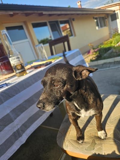 The image depicts a black and white dog lying on a chair with a tan cushion. The chair is set outdoors on a surface covered by a blue and white striped tablecloth, next to a Corona beer bottle, and other items. The background shows a building exterior with windows, likely a house or apartment. The location is Krasnovo, Bulgaria.