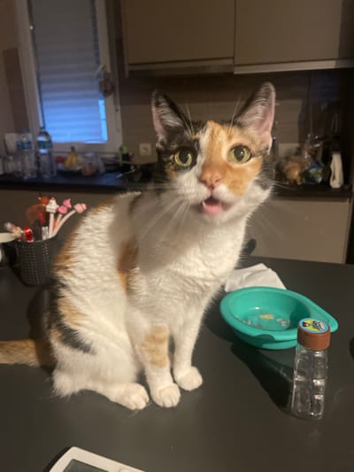 A calico cat sits on a dark, reflective surface, possibly a table or countertop, in what appears to be a kitchen. The cat is looking directly at the camera with its mouth slightly open, revealing its tongue. In the background, shelves are visible, holding various kitchen items. To the right of the cat, a small teal bowl and a clear plastic bottle with a brown cap are present. The lighting suggests an indoor environment, possibly with natural light coming from a window on the left side of the frame. There is no indication of the cat's location within the city of Sagunto/Sagunt, Spain.