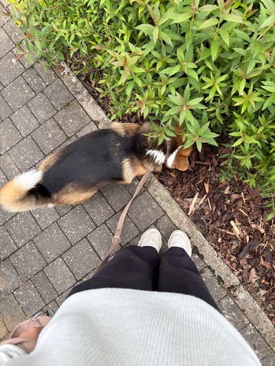 Captured from an elevated perspective, the image depicts a partial scene of an outdoor environment. A section of brick pavement dominates the lower part of the frame. Adjacent to the pavement, there's a patch of soil covered with wood chips and a lush green shrub. A dog, exhibiting a tri-color coat pattern (black, brown, and white), is positioned near the shrub, tethered by a leash. A person stands beside the dog, their lower body visible, wearing dark pants, white shoes, and a light-colored garment. The image suggests a walk in a park or garden setting.
The location of the image is Waldgrehweiler, Germany.