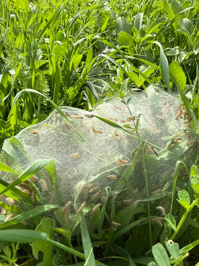The image displays a close-up view of an outdoor natural environment in Modiin-Maccabim-Reut, Israel, under bright daylight. The central focus is a dense, white, silken web structure, approximately 30-40 cm in width, formed around and encapsulating green vegetation, primarily grass and broadleaf plants. Within and on the exterior surface of this web, numerous small, light brown caterpillars are visible. These caterpillars, each estimated to be 1-2 cm in length, exhibit darker longitudinal stripes along their bodies. The surrounding area consists of vibrant green grass and various other plants, well-lit by direct sunlight, which illuminates the foliage and the web. No human subjects, animals other than the caterpillars, or man-made objects are present in the frame.