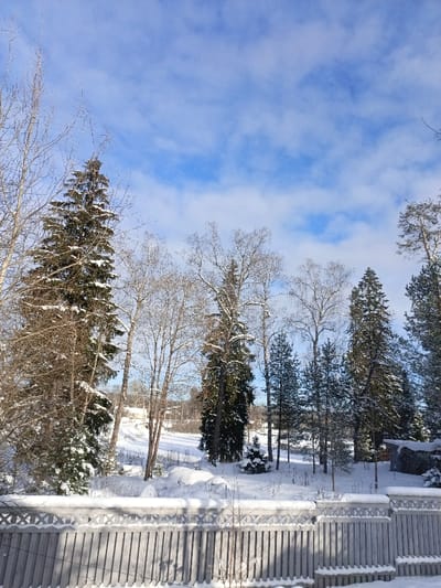 The image displays a snow-covered winter landscape reportedly located in Гвардейское, Russia, under a bright blue sky with dispersed white clouds. A light-colored wooden fence, featuring vertical slats and a decorative top rail with patterned cutouts, stretches across the foreground, heavily topped with accumulated snow. A small, slender, bare sapling protrudes from the snow directly in front of the fence. The midground consists of a gently sloping, uniformly snow-covered terrain. This area is populated by a mix of tall trees, including numerous bare deciduous trees, some with light-colored bark and light snow on branches, and several dark green coniferous trees heavily laden with snow. A particularly tall, snow-draped spruce tree is prominent on the left side of the midground. In the deeper midground, a light-colored building with a dark roof is partially visible on the left through the trees, while a small, rustic wooden shed with a snow-covered roof is discernible among the trees on the right. The ground throughout the scene is covered in deep, undulating snow. No individuals, animals, or active subjects are present.