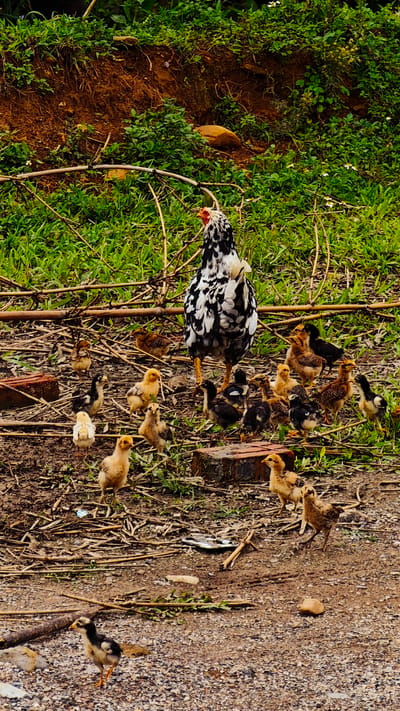 The image depicts an outdoor scene in Dế Xu Phình, Vietnam, featuring a black and white mottled hen accompanied by numerous chicks. The hen, positioned in the upper-middle of the frame with its back to the viewer and head turned slightly left, has a visible red comb and yellow legs. Approximately 20-25 chicks of varying colors, including yellow, dark brown, black, and black-and-white mottled, are scattered across the foreground and midground, some actively foraging or walking.

The ground surface is a heterogeneous mix of reddish-brown soil, light-colored gravel, and sparse green vegetation. Numerous dry sticks and woody debris are strewn across the ground. Several broken or partial red clay bricks are visible, notably to the left and right of the hen, and another in the lower mid-right. In the background, a sloping earthen embankment densely covered with green foliage and some exposed reddish-brown soil rises. A few small, light-colored rocks are also present on the ground and embankment. The scene is illuminated by natural daylight.